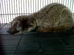 Di indonesia, musang sangat mudah ditemui di permukiman dan bahkan perkotaan. 12 Jenis Musang Yang Wajib Anda Tau Lengkap Okdogi Com
