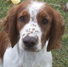 Black And White Short Hair English Springer Spaniel Pin On English Springer Spaniels