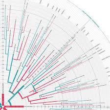 Lifespans A Radial Family Tree Detail Family Tree