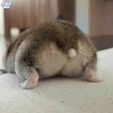 쉽게 헤어나오지 못할 마성의 매력,,,✨ 토실토실한 💗 #햄찌_엉덩이짤 🐹💗 @@ 쟈기 닮았다 ㅋㅋㅋㅋㅋㅋㅋㅋㅋㅋㅋ #햄스터  #햄스터짤 #햄스타그램 #햄찌 #귀여운짤