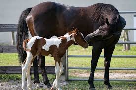 مجموعه نکاتی که باید در مورد تولید مثل و جفتگیری اسب بدانید - پرشین هورس