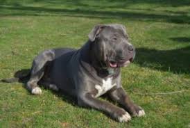 We produce world's biggest xl pitbull puppies, we have pit bull puppies for sale, xxl pitbulls for sale. Blue Pitbull Puppies
