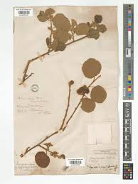 Image result for Landolphia villosa