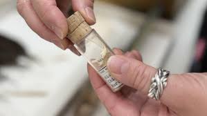 Chicago's Chipmunks Are Evolving in Front of Our Eyes, and That's Not a Good  Thing, Researchers Say | Chicago News | WTTW