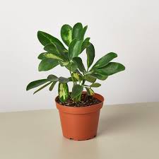 Image result for Schefflera