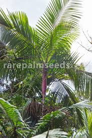 Image result for Pteronia acuminata