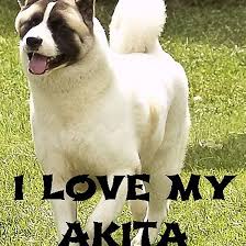 Black And White Akita Akita Black Mask White Markings Love With Picture Black Mask Akita Pictures
