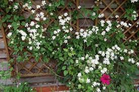 Powojnik botaniczny 'paul farges' (clematis 'paul farges'). Powojnik Clematis Paul Farges Summer Snow Centrum Ogrodnicze Dammera