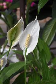 Image result for Spathiphyllum