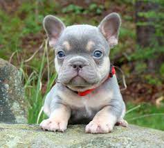 What are we doing to give our puppies the best start in life? French Bulldog Puppies Blue Tan Puppies For Sale In Ohio Hilltop Acres Frenchies