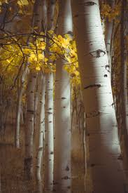 Fall Aspen Trees Fall Tree Decor Colorado Art Aspens Etsy Aspen Trees Aspen Art Colorado Art