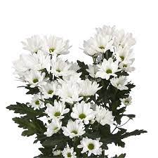 We did not find results for: White Daisy Spray Mums Florabundance Wholesale Flowers