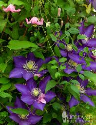Image result for Clematis dolichopoda