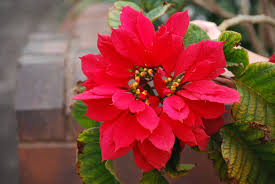 Image result for Euphorbia pulcherrima