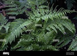 Image result for Arachniodes webbiana