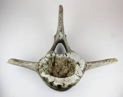 Buy original art worry free with our 7 day money back guarantee. Lot Whale Vertebrae