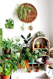Summer Plant Care All The Tips To Protect Indoor Plants From The Heat Summer Plants Plant Decor House Plants Indoor