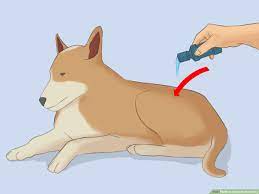 Check spelling or type a new query. How To Deskunk Your Dog 13 Steps With Pictures Wikihow Pet