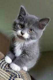 We did not find results for: 34 Best Gray And White Cats Ideas Cats White Cats Beautiful Cats