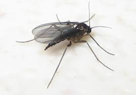 We did not find results for: How To Get Rid Of Tiny Flying Bugs On Light Fixtures Naturally Bugwiz