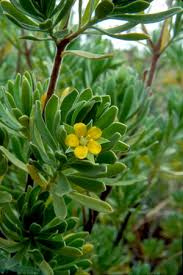 Image result for Surianaceae