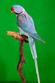 Pin On Beautiful Burdys