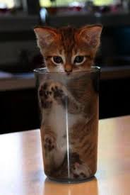 Do not be afraid to be mischievous and experiment. Dreaming About Cats And Kittens Meaning Cat Having Kittens What To Expect Cute Animals Cats Cute Cats