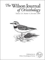 Image result for Kyllinga robinsoniana