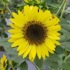 Jual beli tanaman bunga matahari online terlengkap, aman & nyaman di tokopedia beli aneka produk tanaman bunga matahari online terlengkap dengan mudah, cepat & aman di tokopedia. Harga Bunga Matahari Terbaik Taman Perlengkapan Rumah Juni 2021 Shopee Indonesia