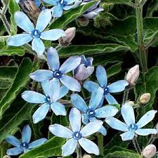 Image result for Oxypetalum