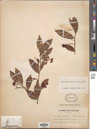 Image result for Rhabdophyllum welwitschii