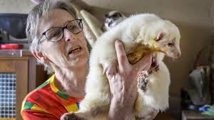 Ontsnapt albino stinkdier Ollie is na een week weer terug bij baasje Rita  in IJmuiden: 'Er gaat een slot op de poort'