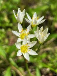 Image result for Liliaceae