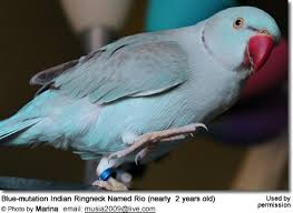 Male and female blue ringneck talking parrota. Indian Ringneck Parrots Beauty Of Birds