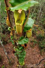Nepenthes Veitchii A Bird S Eye View Of One Of The Most Unusual Carnivorous Plants In Borneo Whilst Most Othe Carnivorous Plants Weird Plants Unusual Plants