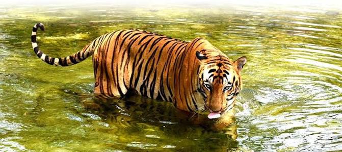 Highlights-Sanjay Gandhi National Park