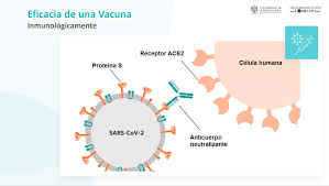 Está basada en proteínas recombinantes. Confirman Importancia De La Segunda Dosis De Vacuna De Covid 19 Genera Mayor Inmunidad Que Quienes Contrajeron El Virus Universidad De Guadalajara