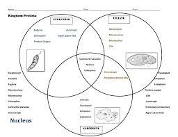 The diagrams are followed by more in depth information. Is Bacteria An Animal All About Bacteria Images