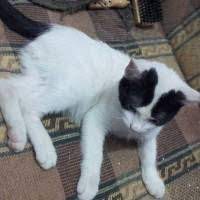 ucretsiz kedi sahiplenme ilanlari american shorthair kedi yavru kediler
