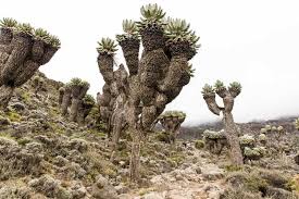 Image result for Disperis kilimanjarica