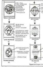 The period prior to the synthesis of dna. Describe The Process Of Mitosis In A Plant Cell With Proper Diagram Brainly In