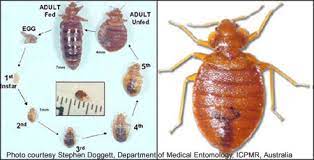Fighting Bed Bugs