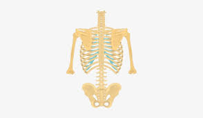 It is the area of articulation with the transverse process of the vertebra. Posterior View Of The Vertebral Column And Rib Cage Anatomy Free Transparent Png Download Pngkey