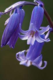 Pin On Flowers Close Up