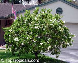 We did not find results for: Gardenia Augusta Gardenia Jasminoides Bush Gardenia Cape Jasmine Bunga Cina Bush Gardenia Toptropicals Com