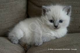 British Shorthair X Ragdoll Kittens Reduced Gateshead Tyne And Wear Pets4homes Ragdoll Kitten British Shorthair Kittens
