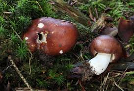 Image result for Russula perlactea