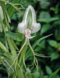 Image result for Habenaria dregeana