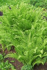 Closeup of Fertile Fronds of Cinnamon Fern in Hampton, Connecticut Stock  Image