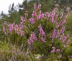 Erica Spp Flower X Reader Best Flower Wallpaper